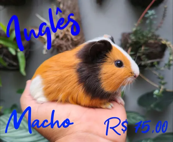 Porquinho da Índia