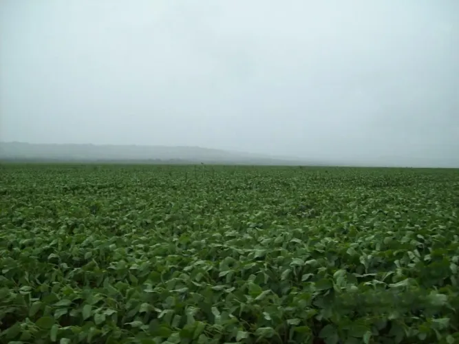 Arrendamentos para soja no mato grosso