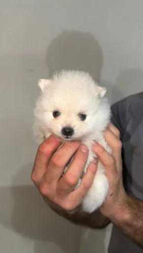 Filhote de Lulu da pomerania