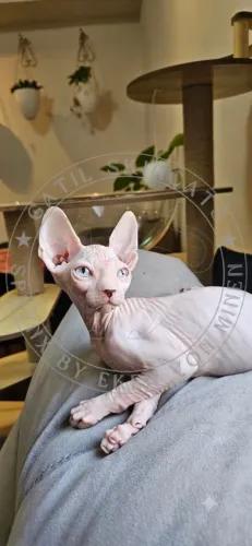 Filhotes de Sphynx disponíveis para reserva! Entrega a partir de Agosto!