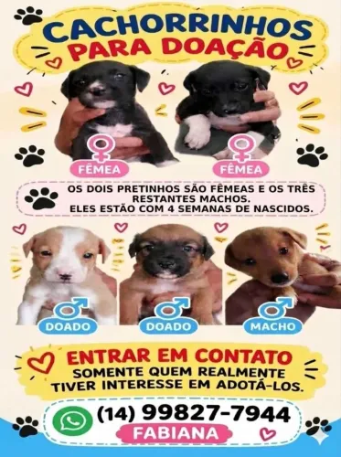 DOAÇÃO FILHOTES