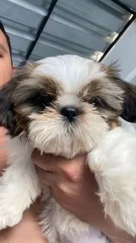 Filhote de Shih-tzu