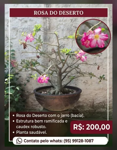 Rosa do deserto