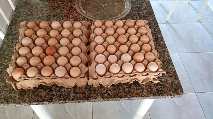 Ovos capote  pedrês 