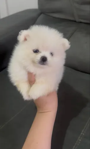 Filhotes da raça Lulu da pomerania