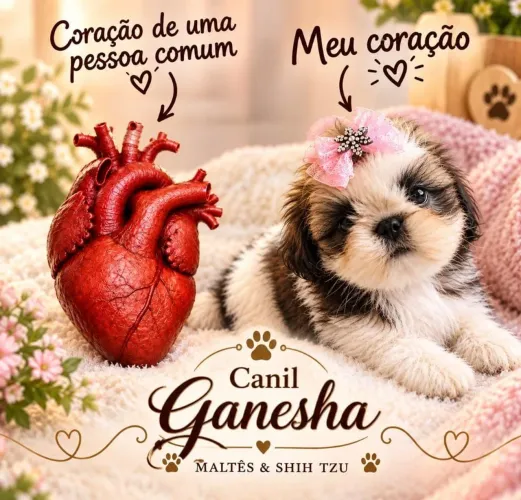 Filhote de Shitzu a venda (reservar)