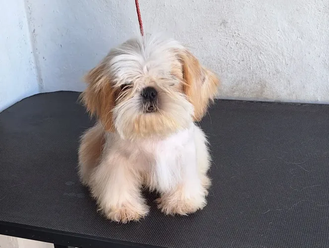 Shih tzu macho branco e areia