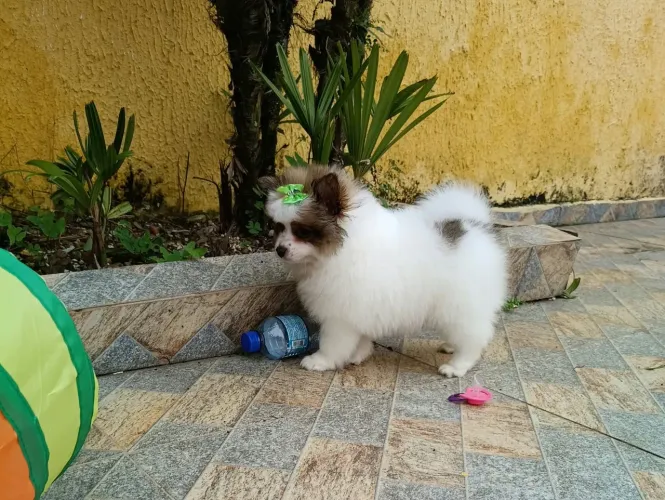 Spitz alemão Anã fêmea, com 75 dias, em 10x no Cartão.
