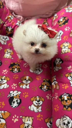 Lulu com pedigree 
