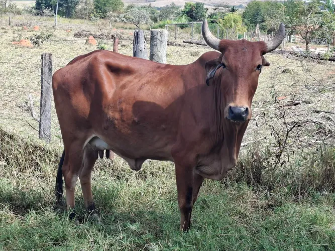 Vaca parida