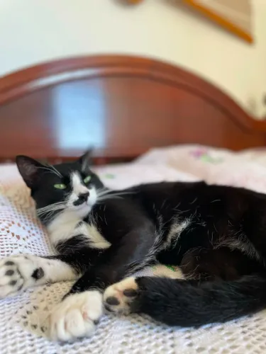 Gatos para adoção