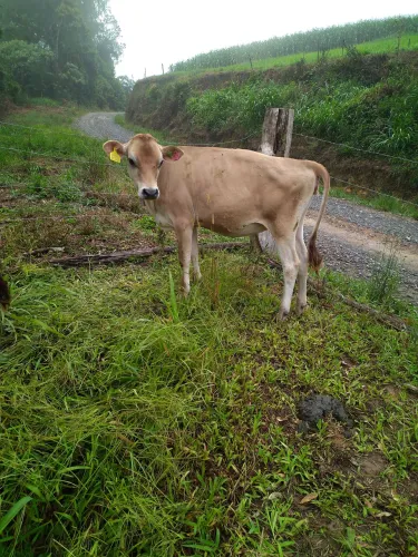 Vendo 2 novilhas Jersey