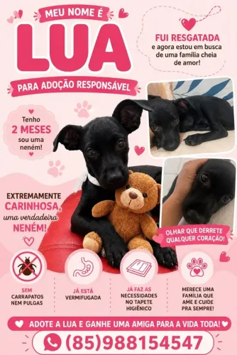 Cachorrinha para adoção responsável