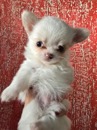 Vendo filhotes de chihuahua