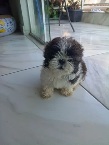 Explosão de fofura 1 mês e 20 dia esse Shitzu macho