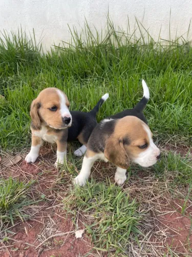 Beagle filhotes lindos e bem cuidados