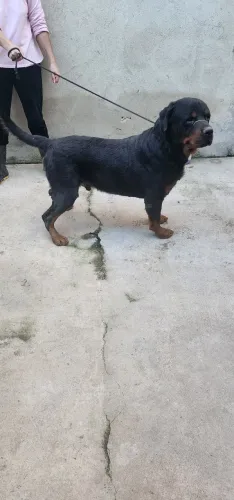 Rottweiler DOAÇÃO 