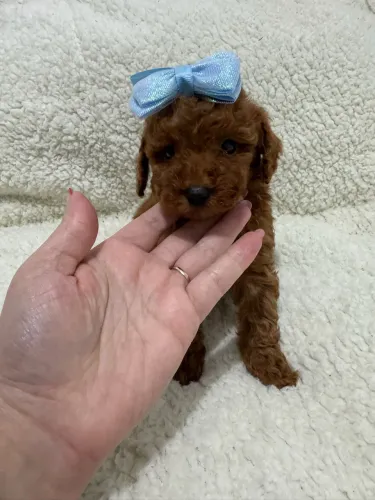     Poodle Toy Red raça pura com contrato e pronta entrega