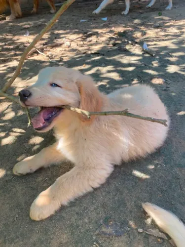 Golden Retriver