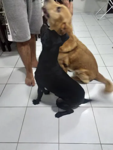 Doação de um cachorro macho e uma fêmea