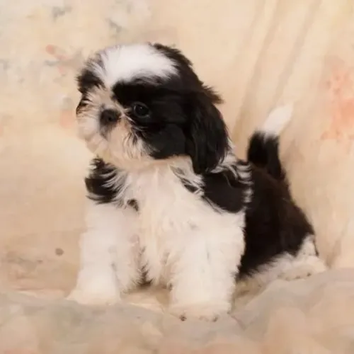 Filhotes de Shih Tzu | Seu novo motivo para sorrir.