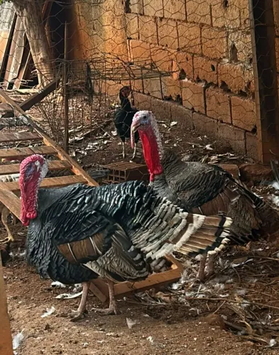 Peru macho a venda