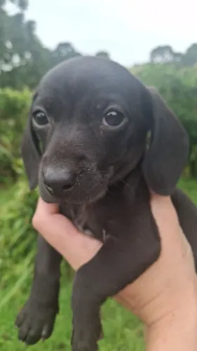 Dachshund