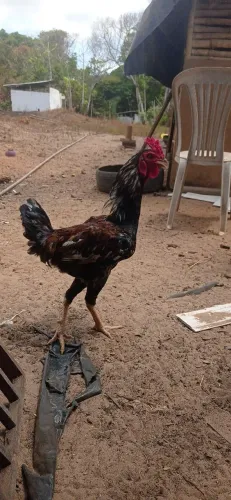 Vendo galo novo cantando agora