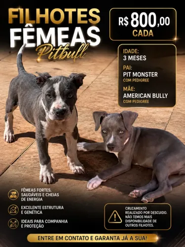 Vendo pitbull 