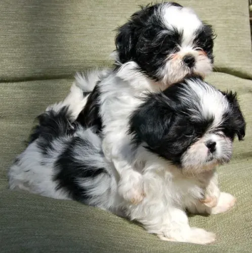Filhotes de Shih Tzu | Companhia cheia de alegria.