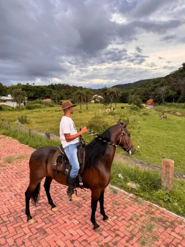 Cavalo 
