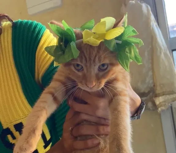 gato laranja doação
