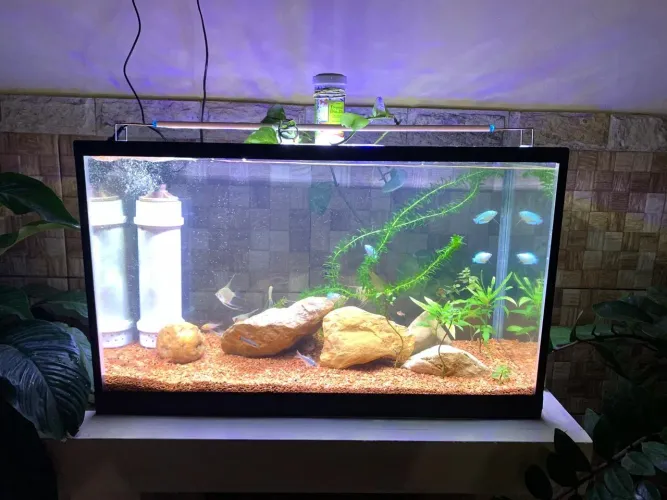 Aquário ornamental