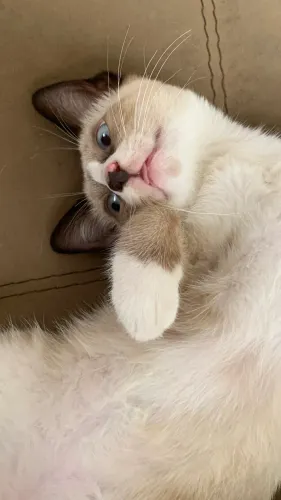 Gato Macho para adoção 