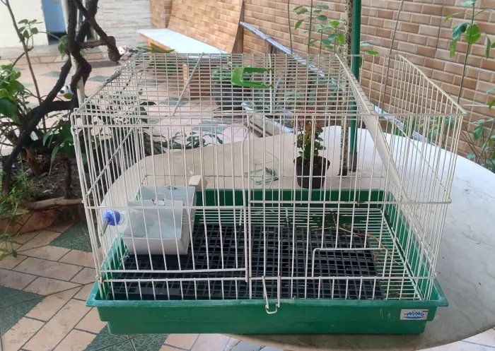 Gaiola grande para coelho e roedores comedouro verde