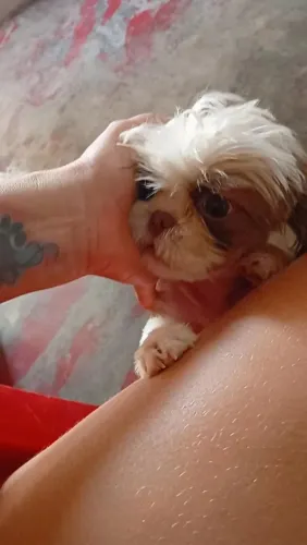 Vende se Shitzu fêmea