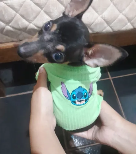 Confecciono roupas para pet