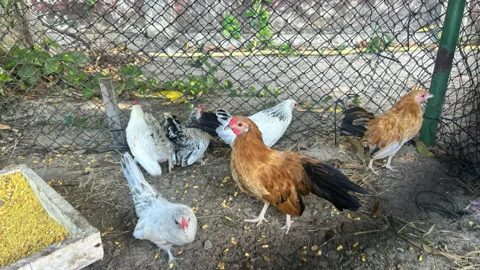 Frango de Nagasaki 