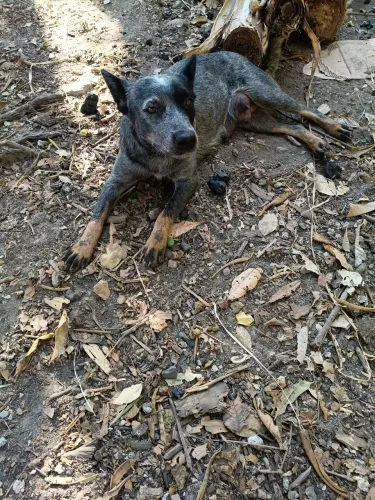 Doação Filhotes de Blue Helleer - cachorro boiadeiro australiano