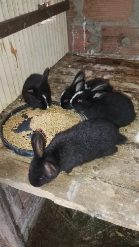 Coelhos 