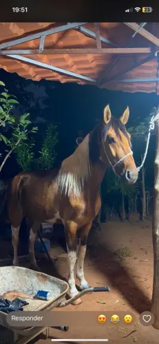 Vende-se esse cavalga garanhão