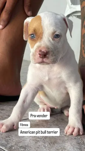 Filhote de Pitbull 