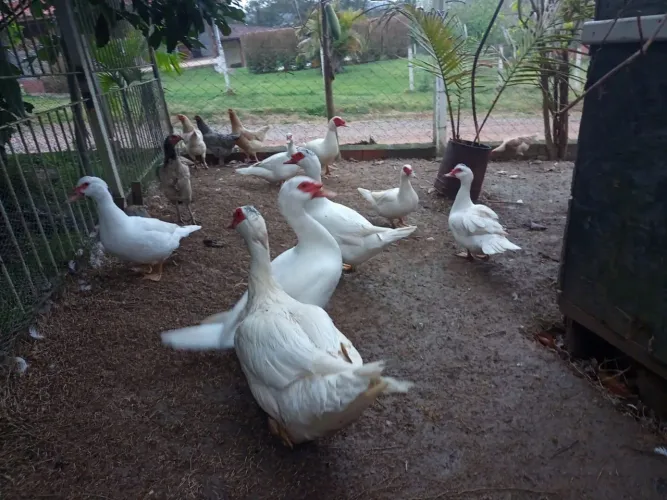 Patos Adultos e Jovens (16 no total)