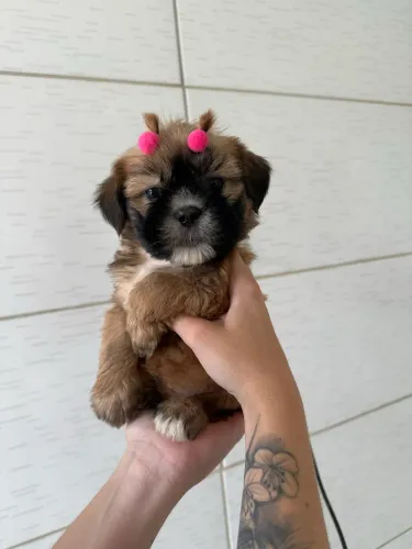 Shih tzu femea lindas bem pequenas PROMOÇÃO 
