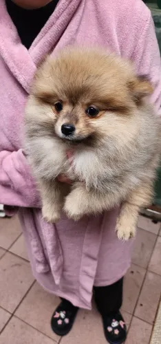 Lulu da pomerania