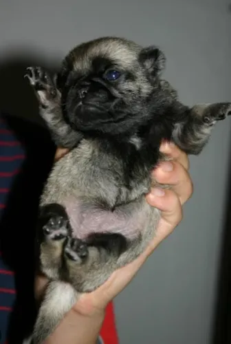 Pug