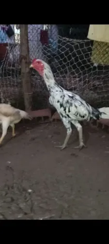 Frango de raça 