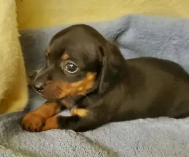 Basset Mini Filhotes Dachshund Teckel.