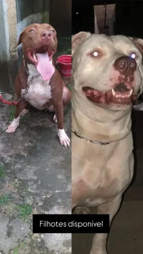 Venda de filhotes de Pitbull 