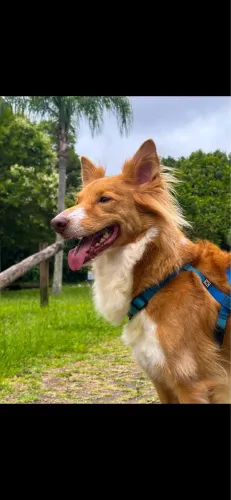 Cachorro para adoção 
